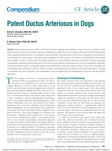 Patent Ductus Arteriosus in Dogs