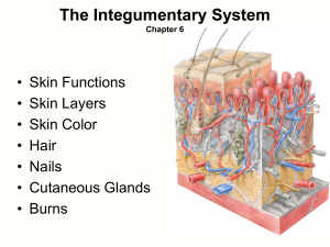 Chapter 7 The Integumentary System