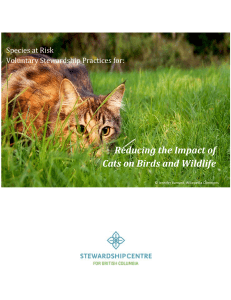 Reducing the Impact of Cats on Birds and Wildlife