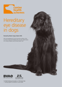 Hereditary eye disease in dogs - British Veterinary Association