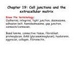 Chapter 19: Cell junctions and the extracellular matrix