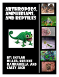arthropods, amphibians, and reptiles