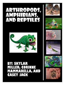 arthropods, amphibians, and reptiles