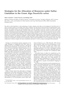 Strategies for the Allocation of Resources under Sulfur Limitation in