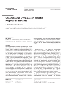 Chromosome Dynamics in Meiotic Prophase I in