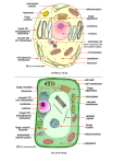 ANIMAL CELL PLANT CELL - Robert Frost Middle School
