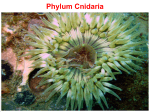 Phylum Cnidaria - Jutzi