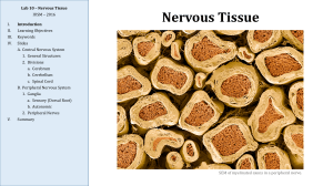 Lab 10 – Nervous Tissue Nervous Tissue