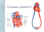 Circulatory Systems III
