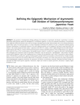 Defining the Epigenetic Mechanism of Asymmetric Cell Division of