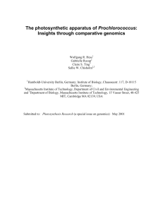 The photosynthetic apparatus of Prochlorococcus
