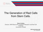 Manufacture of Red Blood Cells from Stem Cells