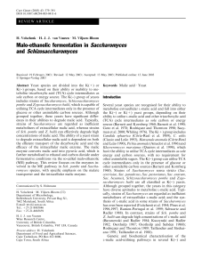 Malo-ethanolic fermentation in Saccharomyces and