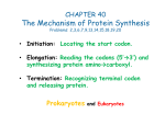 Handout: The Mechanism of Protein Synthesis