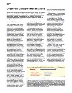 Oogenesis: Making the Mos of Meiosis