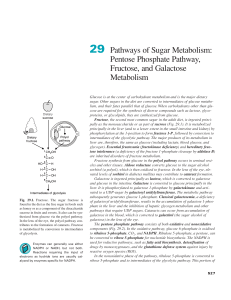 29 Pathways of Sugar Metabolism: Pentose