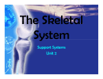 Support Systems Unit 2 Support Systems Unit 2