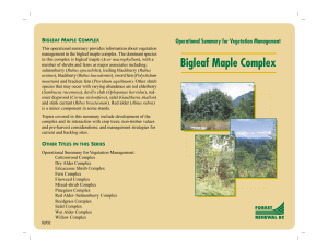 Bigleaf Maple Complex - Ministry of Forests, Lands and Natural