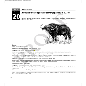 African buffaloSyncerus caffer(Sparrman, 1779)