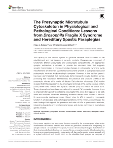 The Presynaptic Microtubule Cytoskeleton in Physiological and