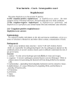 True bacteria – Cocci- Gram positive cocci Staphylococci