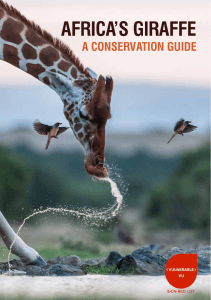 Africa`s Giraffe - Giraffe Conservation Foundation