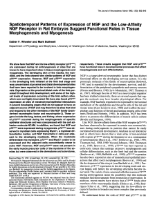 Spatiotemporal Patterns of Expression of NGF and the Low