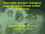Deep water sponges - Norsk olje og gass