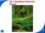 22–3 Seedless Vascular Plants