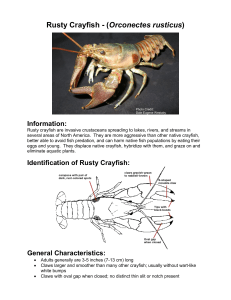 Rusty Crayfish (Orconectes rusticus)