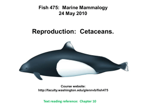 Reproduction: Cetaceans.