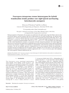 Neurospora tetrasperma crosses heterozygous for hybrid