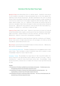 Overview of the Four Basic Tissue Types
