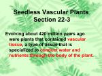Seedless Vascular Plants Section 22-3
