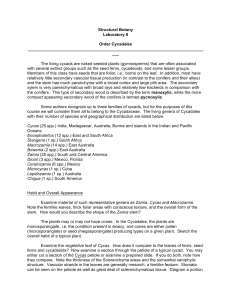 Lab-8, Cycads