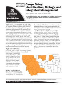 Oxeye Daisy: Identification, Biology and Integrated Management