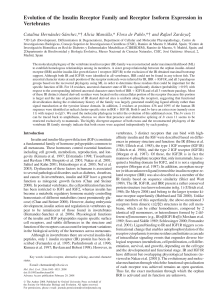 Evolution of the Insulin Receptor Family and