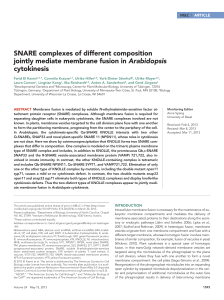SNARE complexes of different composition jointly