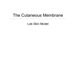 The Cutaneous Membrane
