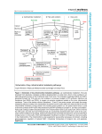Schematic of key mitochondrial metabolic pathways