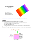 Gel Electrophoresis - Sam Houston State University