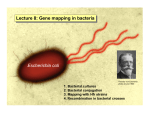 Lecture 8: Gene mapping in bacteria Escherichia coli