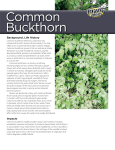 Common Buckthorn Invasive Species