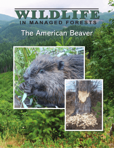 The American Beaver - Oregon Forest Resources Institute