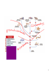 Multicellularity Tissues bilateral symmetry body cavity coelom