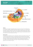 CELL SNAP - YourGenome.org