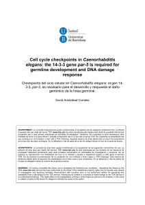 Cell cycle checkpoints in Caenorhabditis elegans