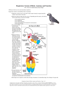 Respiratory System of Birds: Anatomy and Function