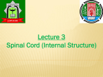3 Lecture Spinal Cord (Internal Structure)