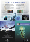 Jellyfish Coastal Seas 2006 756Kb PDF